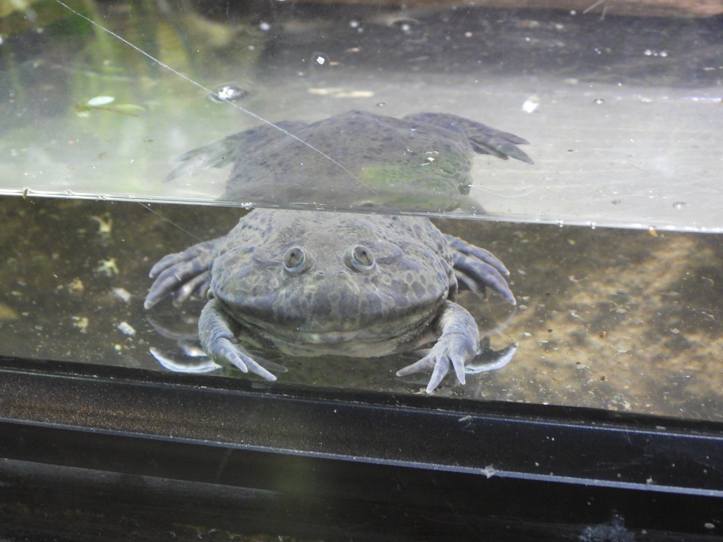 Budgett's frog
