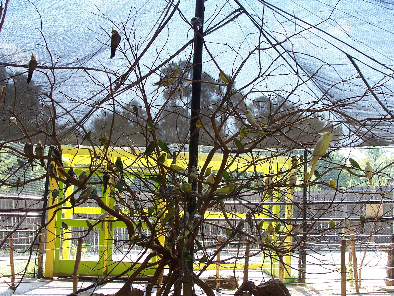 Budgie &amp; Tiel Feeding Aviary