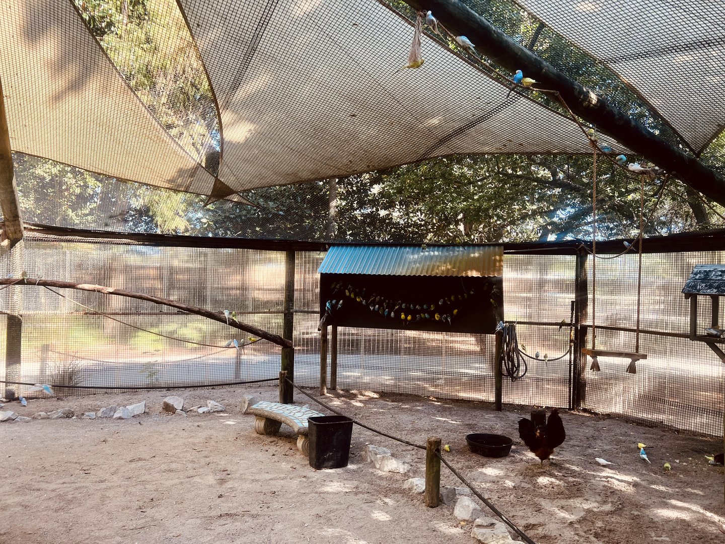 Budgie Aviary