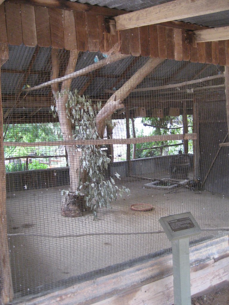 Budgie cage with Reeves Pheasant