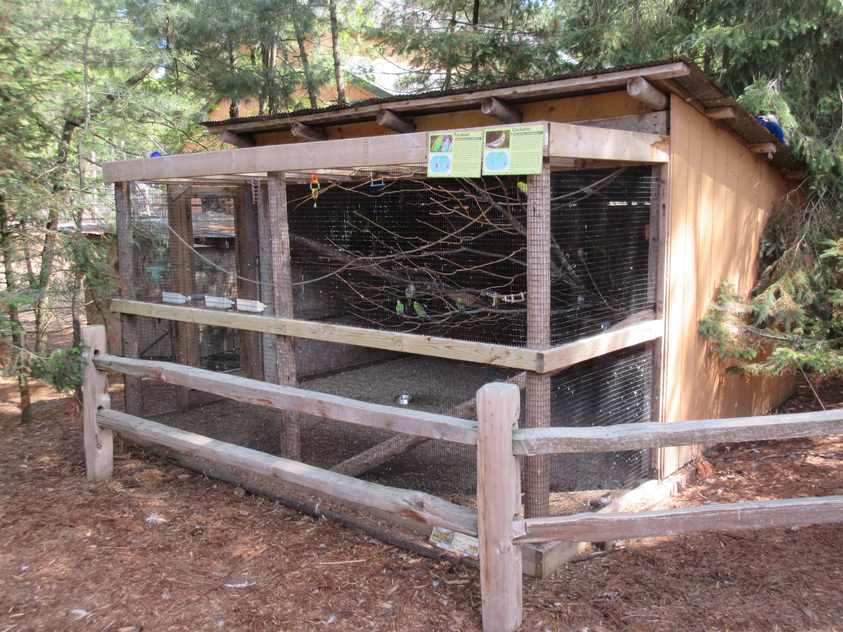 Budgie/Cockatiel Aviary