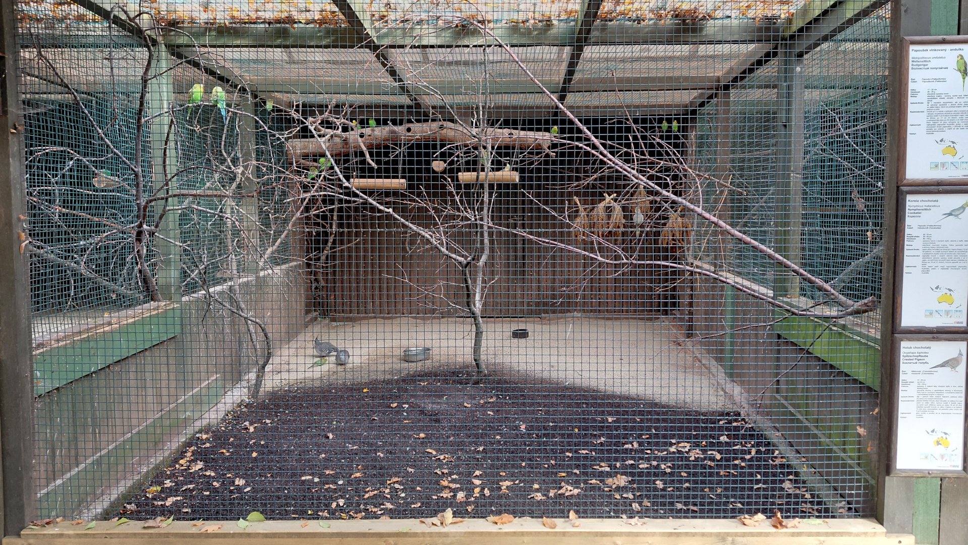 Budgie + cockatiel + crested pigeon aviary