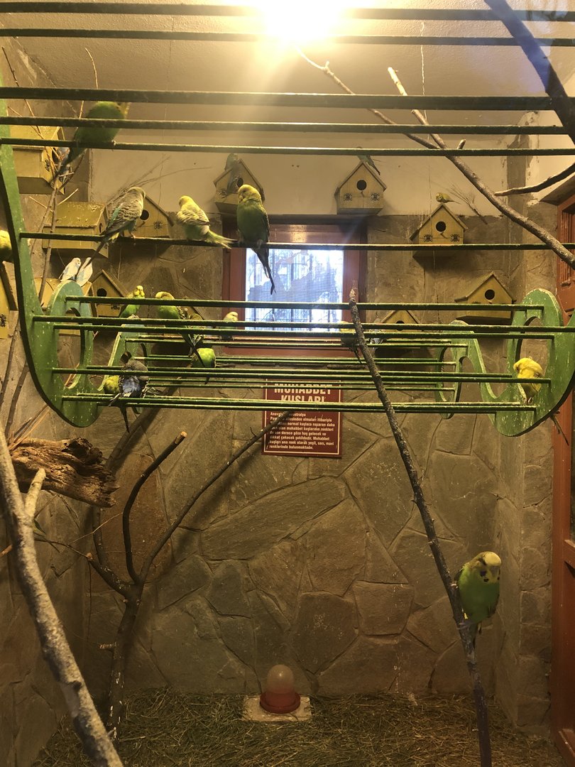Budgie Enclosure at the Ankara Domestic Animals Park