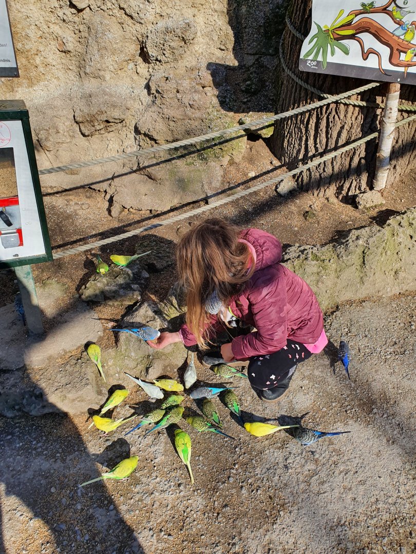Budgie feeding station