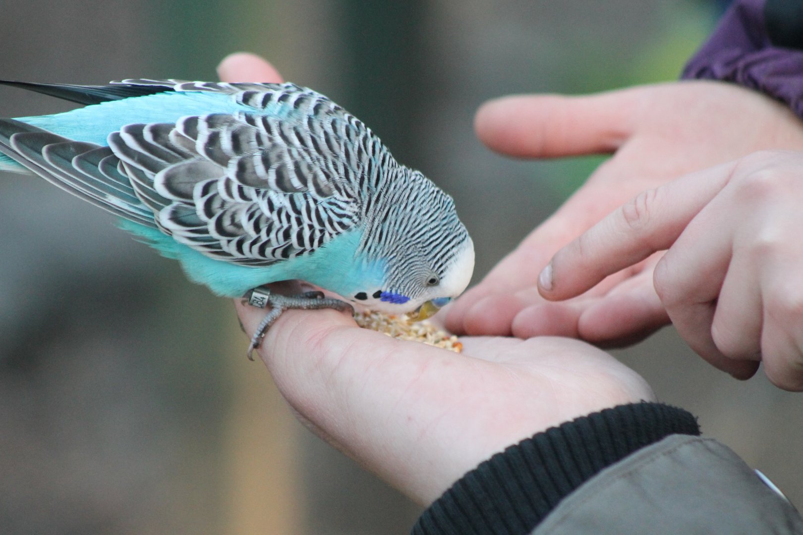Budgie-feeding