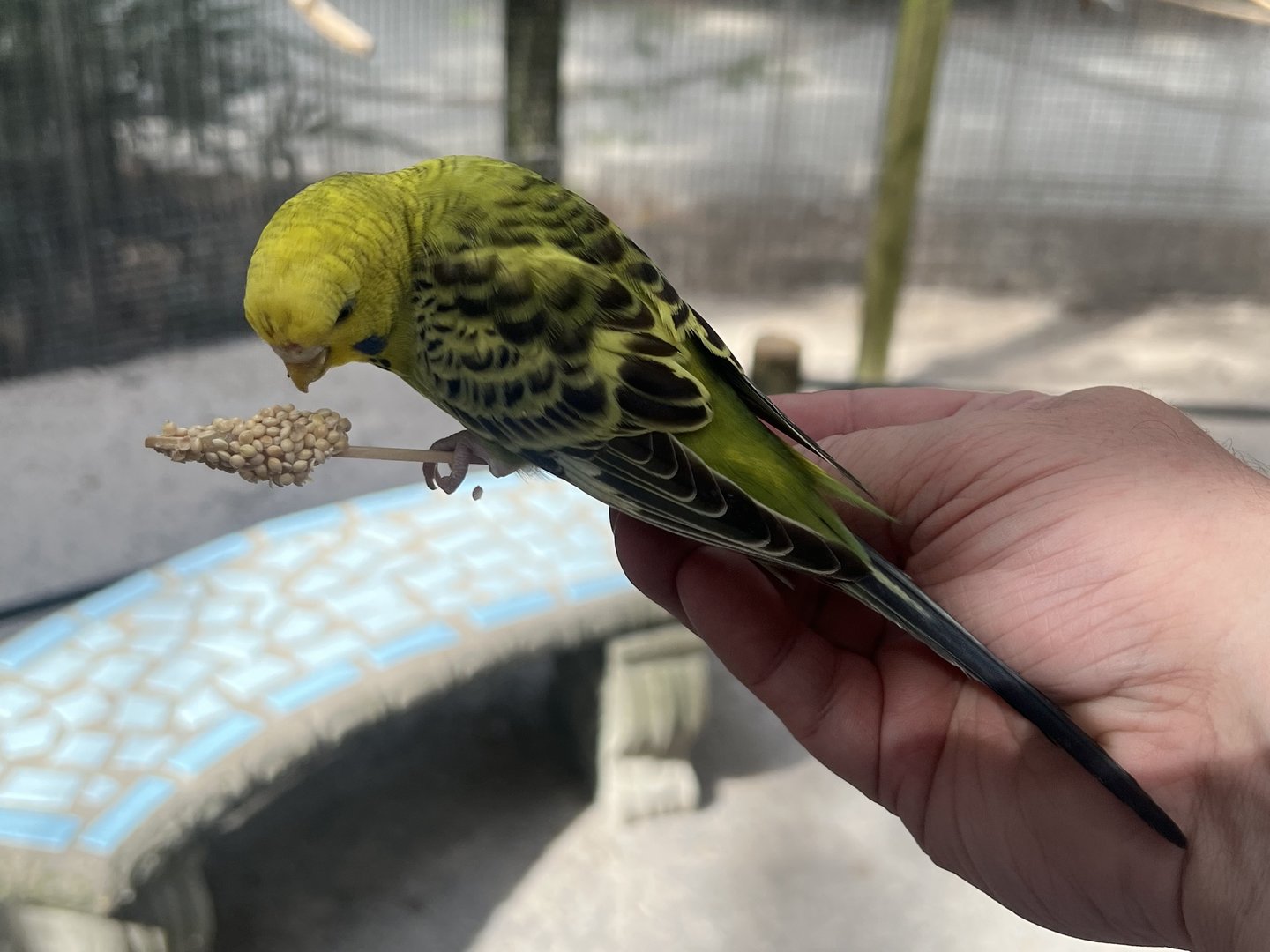Budgie Feeding