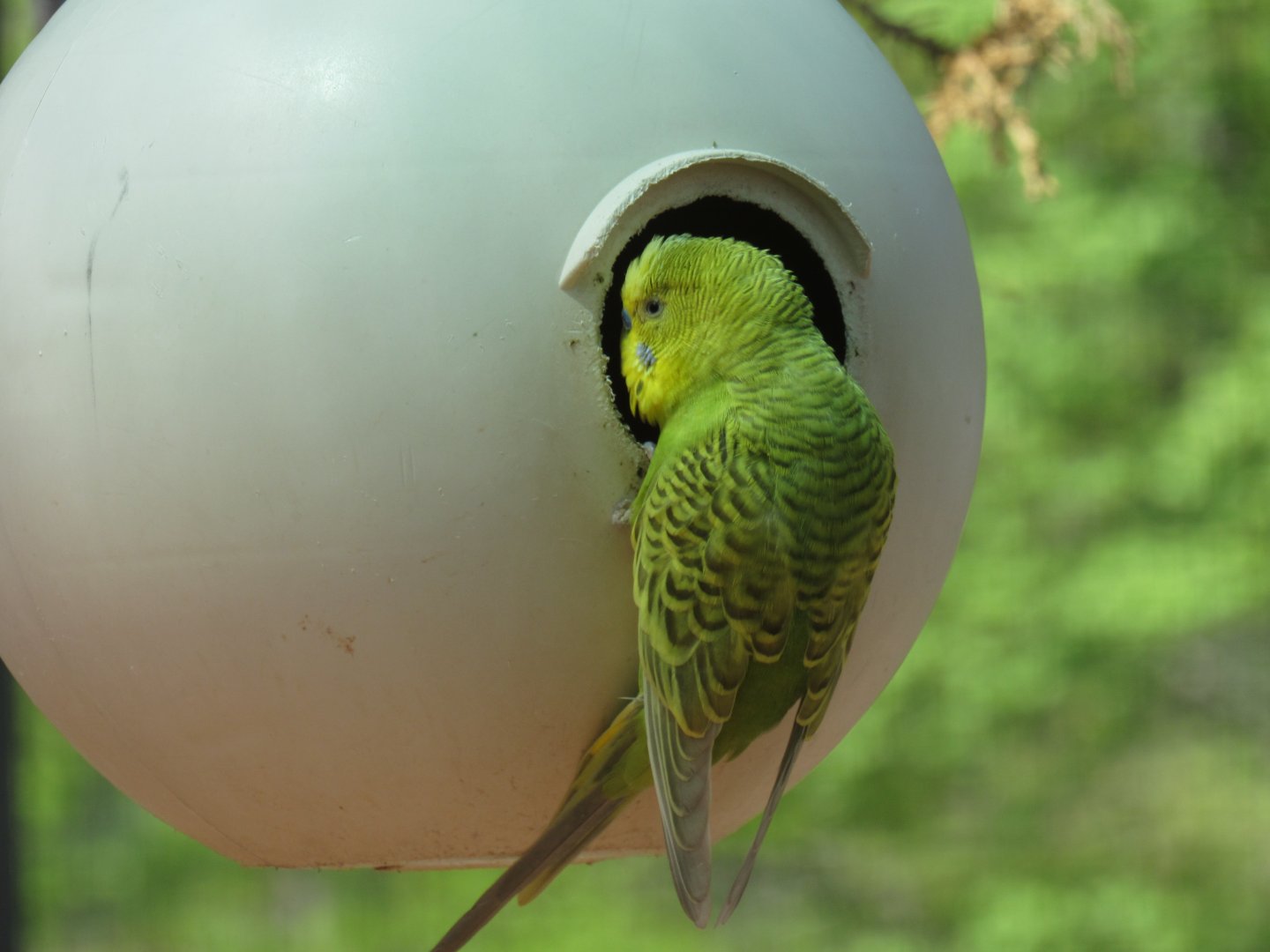 Budgie in a aviary
