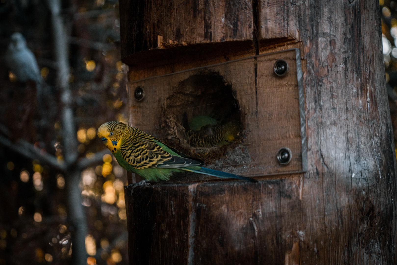 Budgie in front of nest