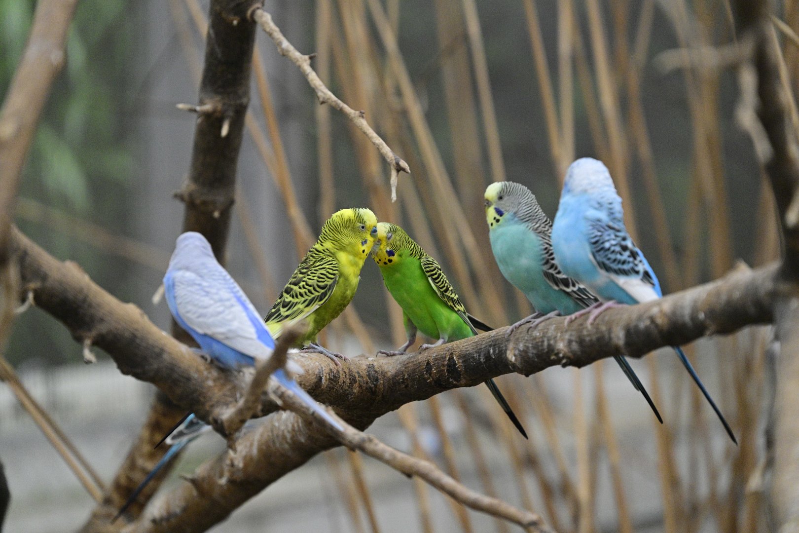 Budgie Landing - Budgerigar (Melopsittacus undulatus)