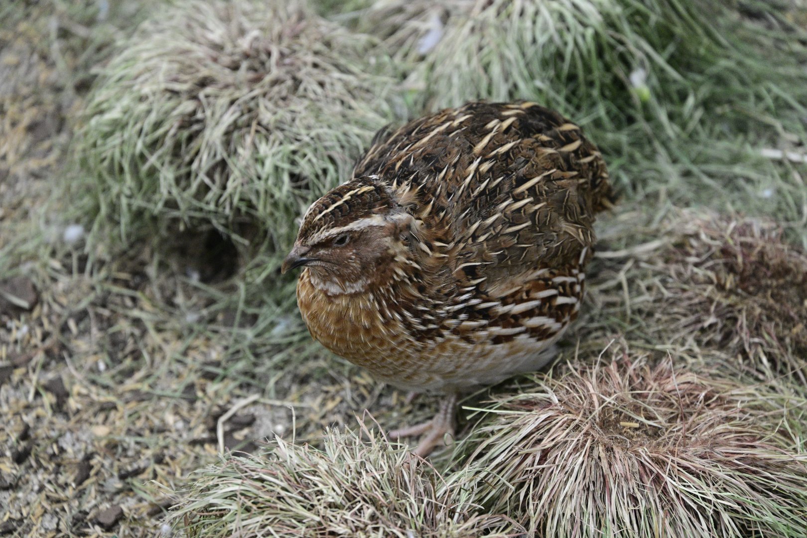 Budgie Landing - Japanese Quail (Coturnix japonica)