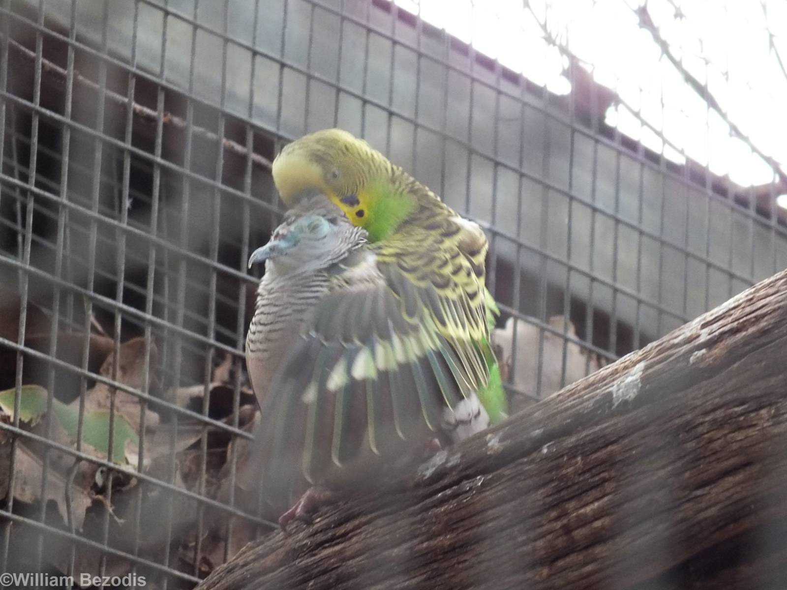 Budgie Trying to Mate with Diamond Dove! - Caversham Wildlife Park
