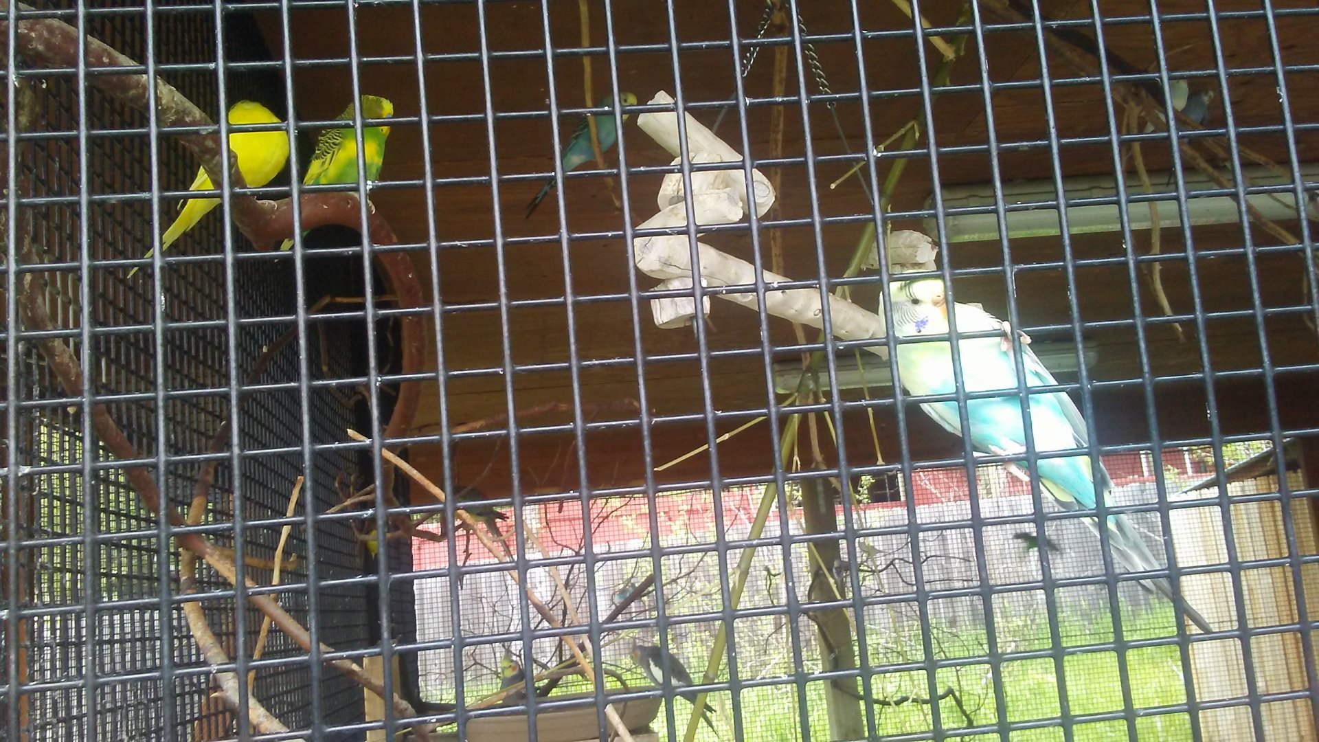 Budgies and cockatiels