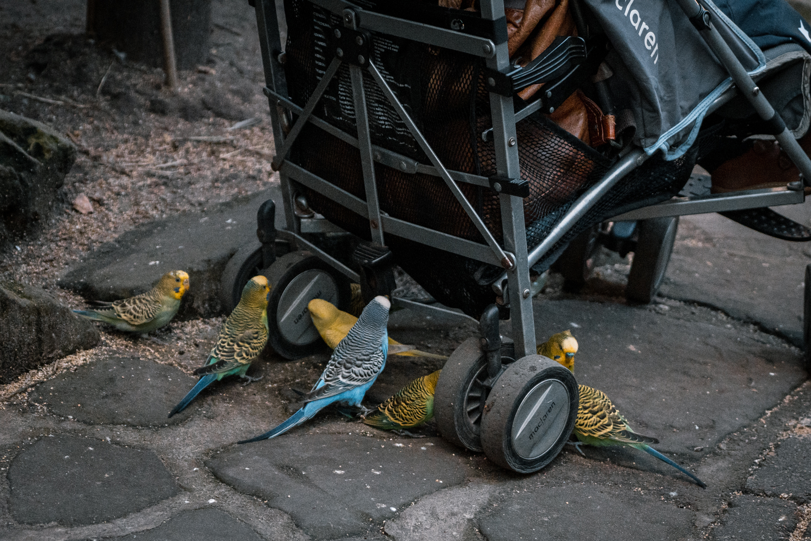Budgies attacking stroller