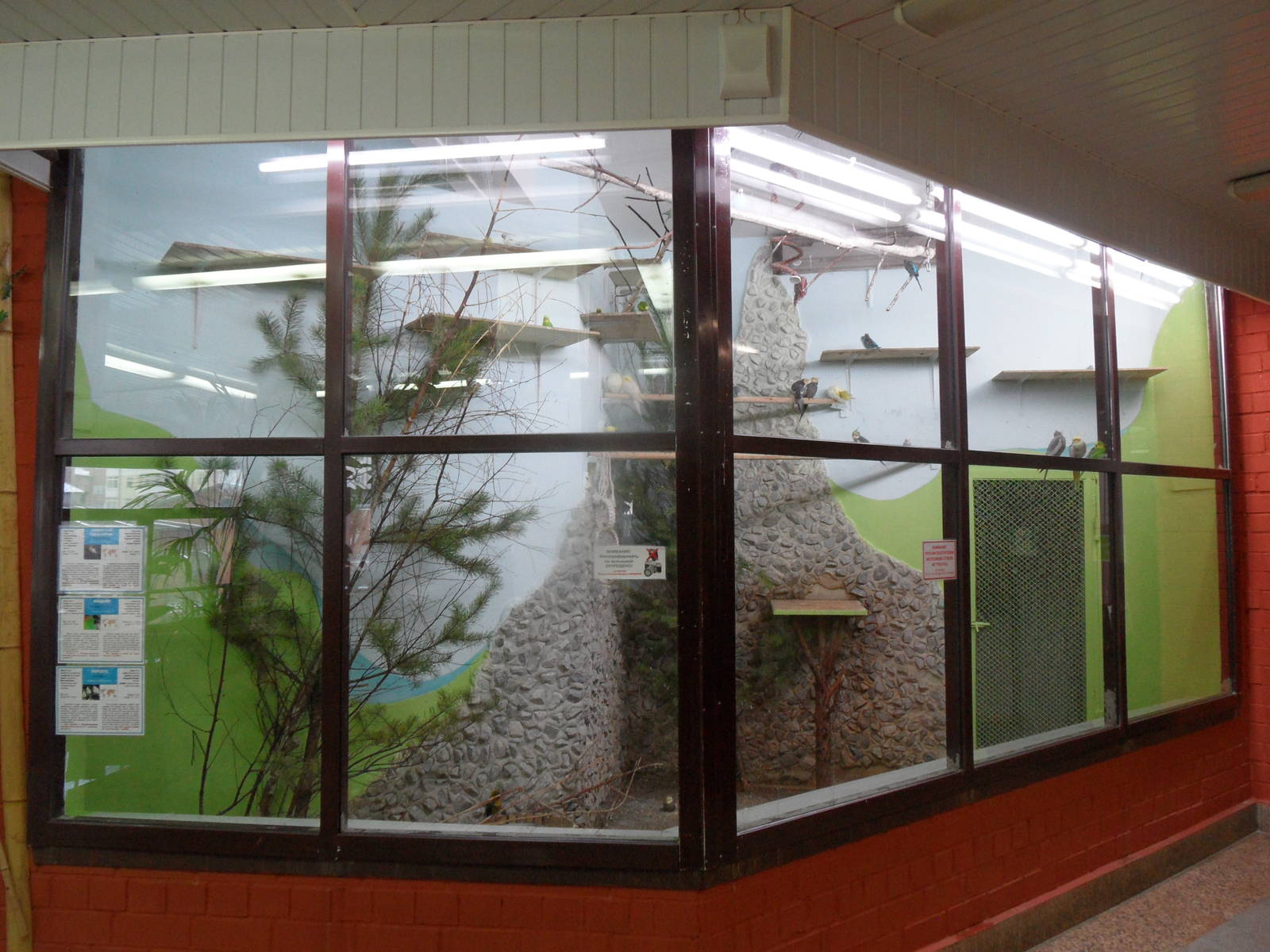 Budgies & cockatiels exhibit