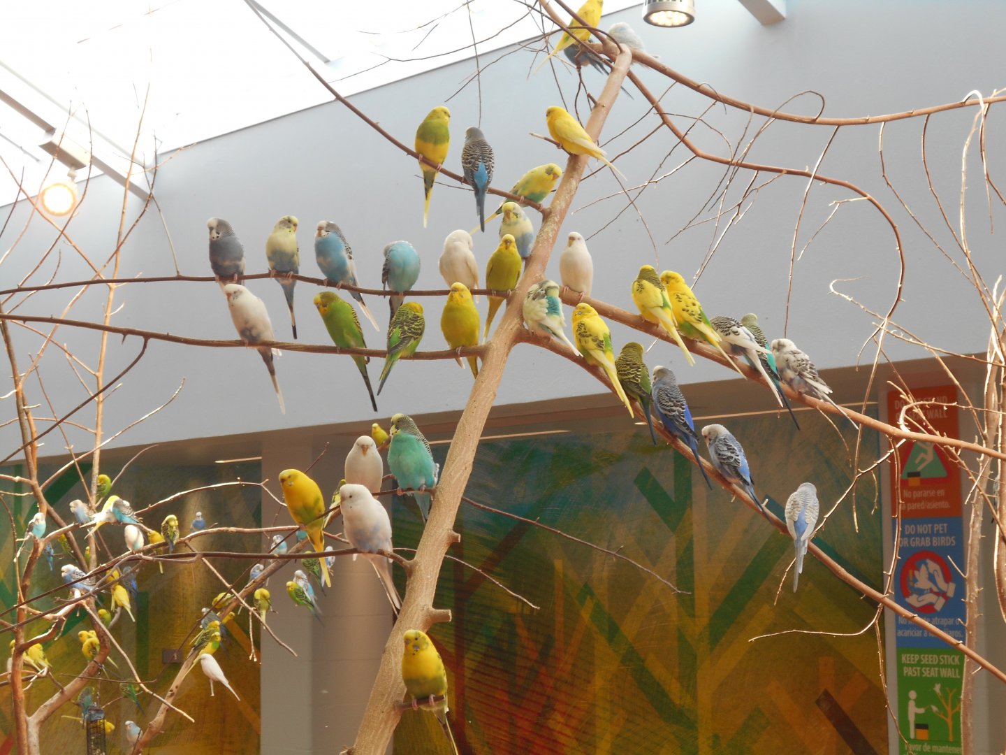 Budgies (Wild Encounters)