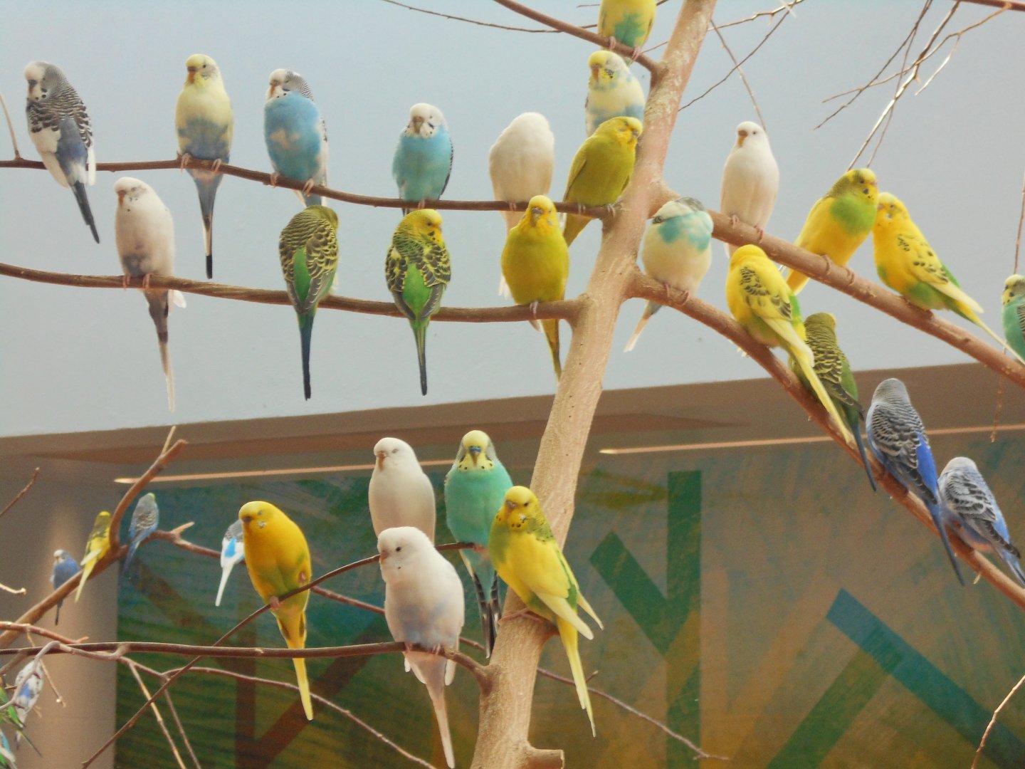 Budgies (Wild Encounters)