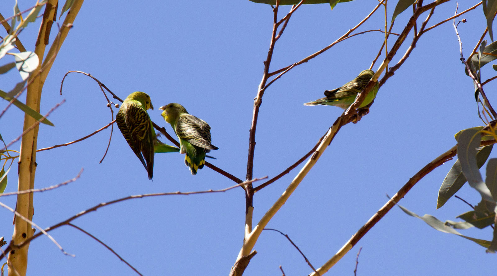Budgies