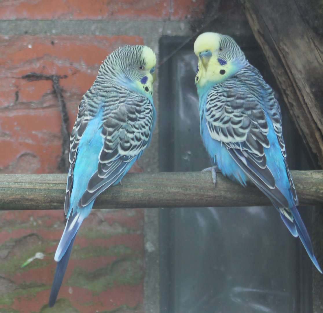 Budgies