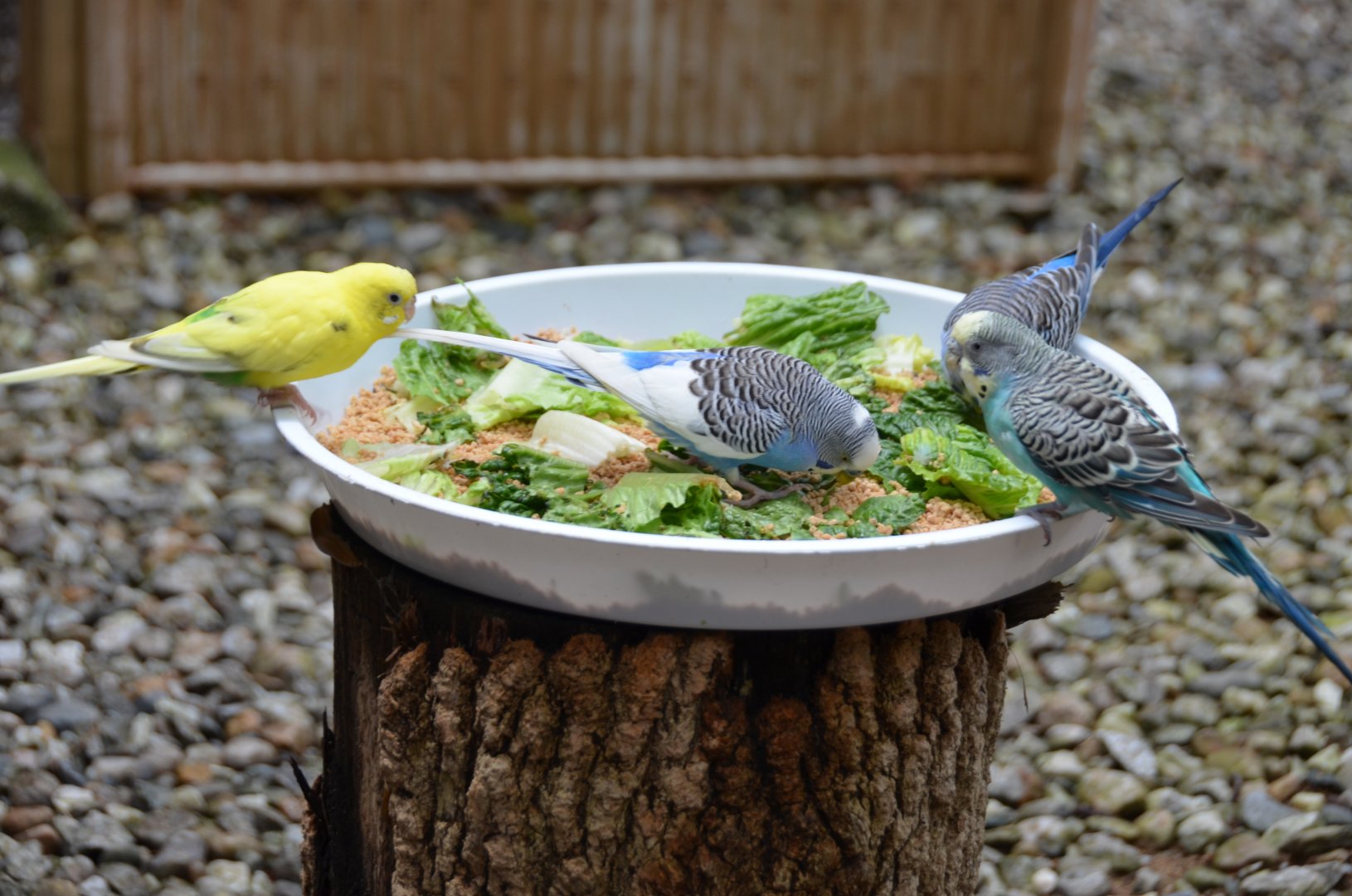 Budgies