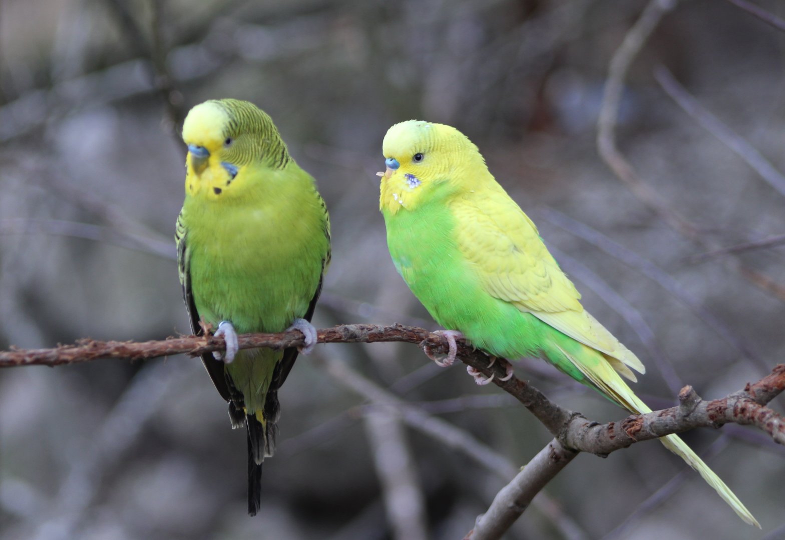 Budgies