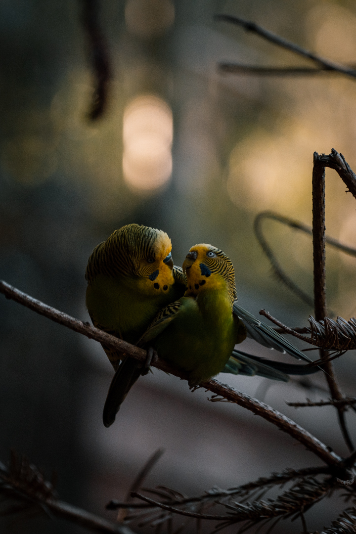 Budgies