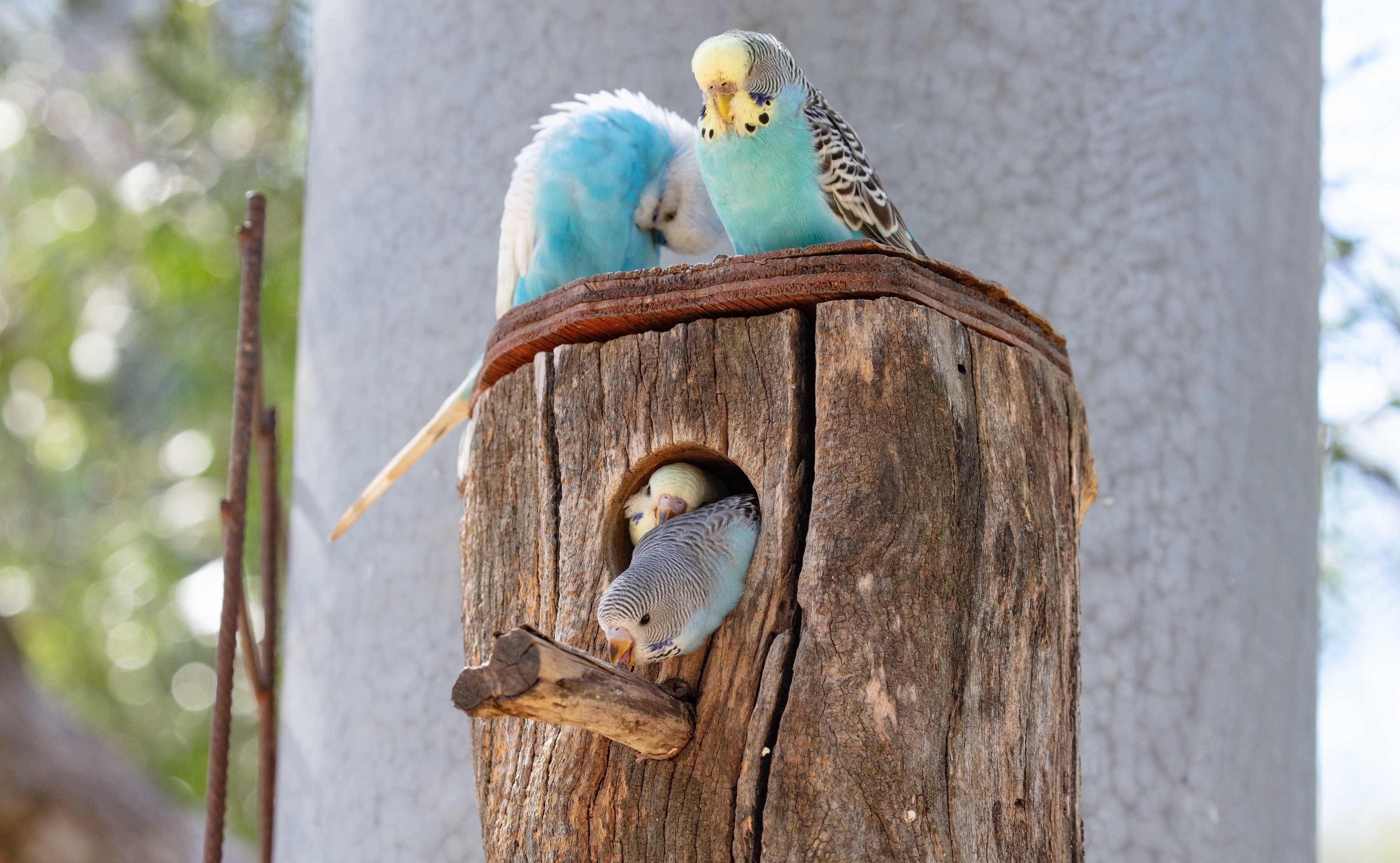 Budgies