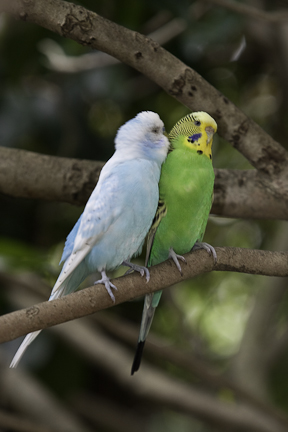 Budgies