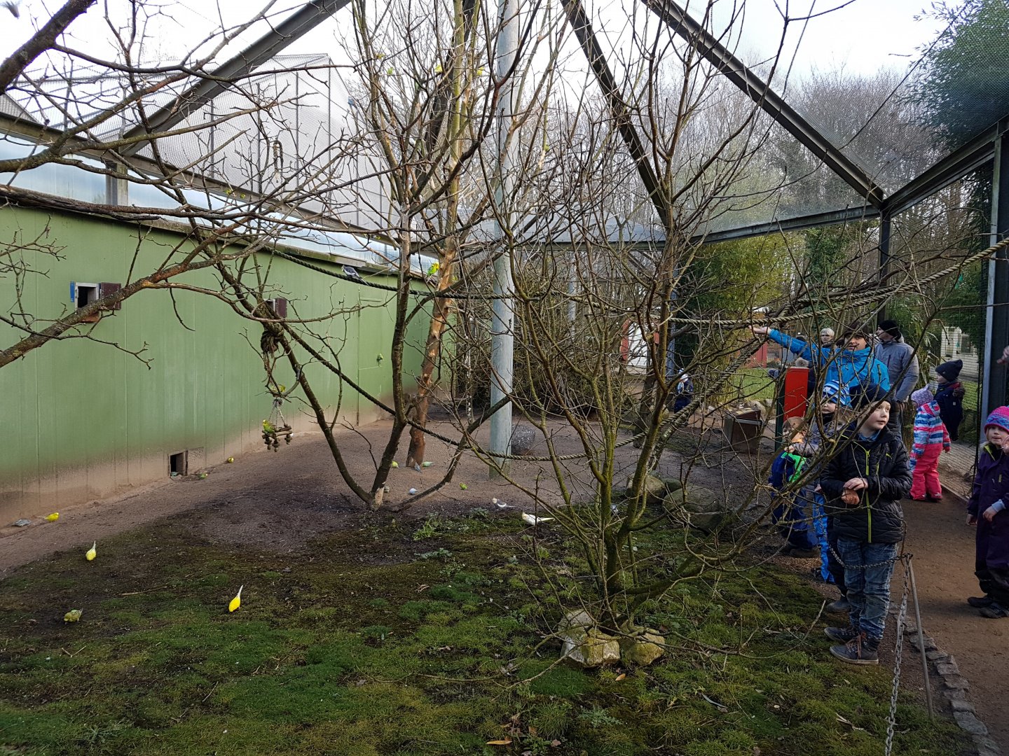 Budgy - Cockatail walk-through aviary