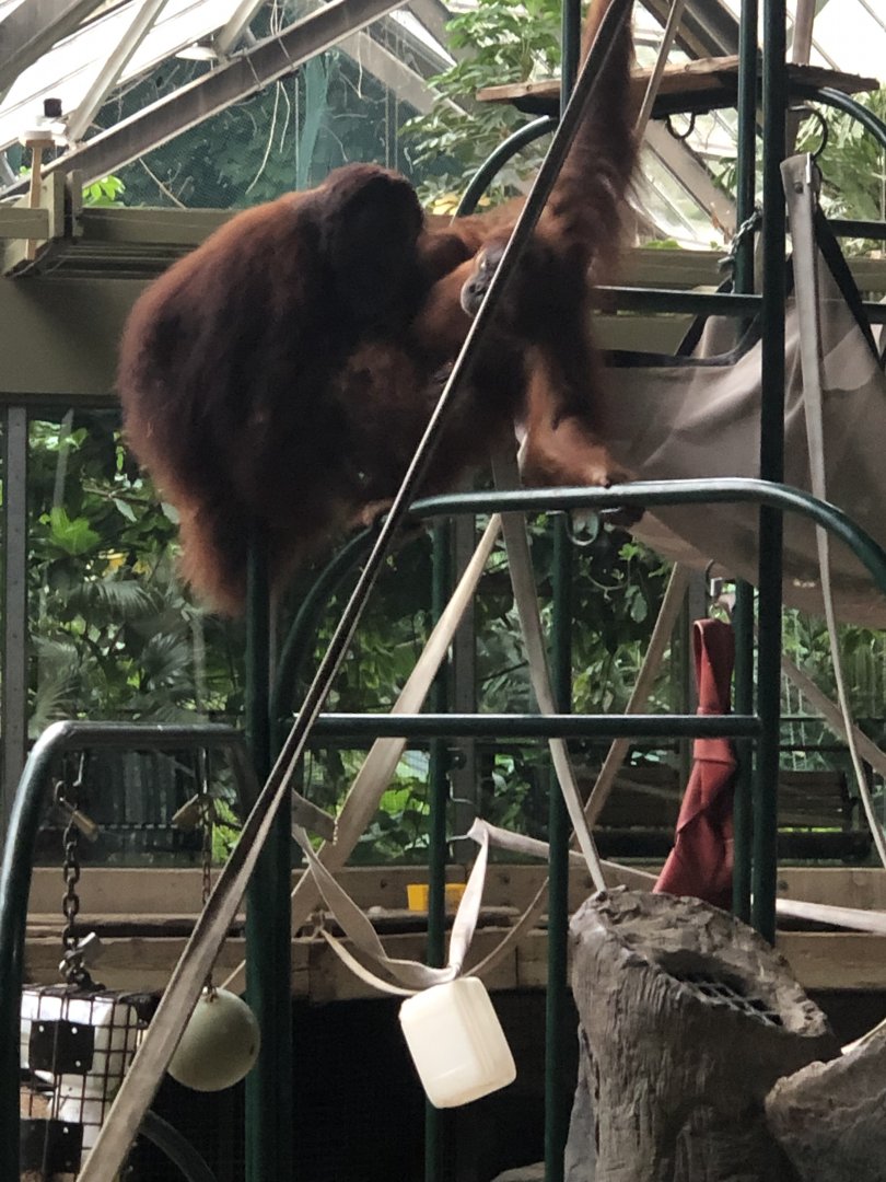 Budi and Ramai the Orangutans