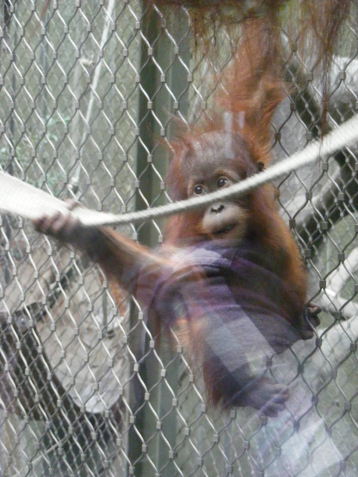 Budi or Utara ? - 6 April 2009