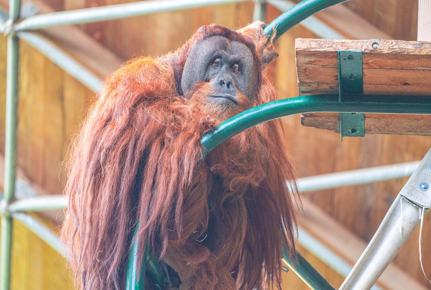 Budi the male Sumatran Orangutan