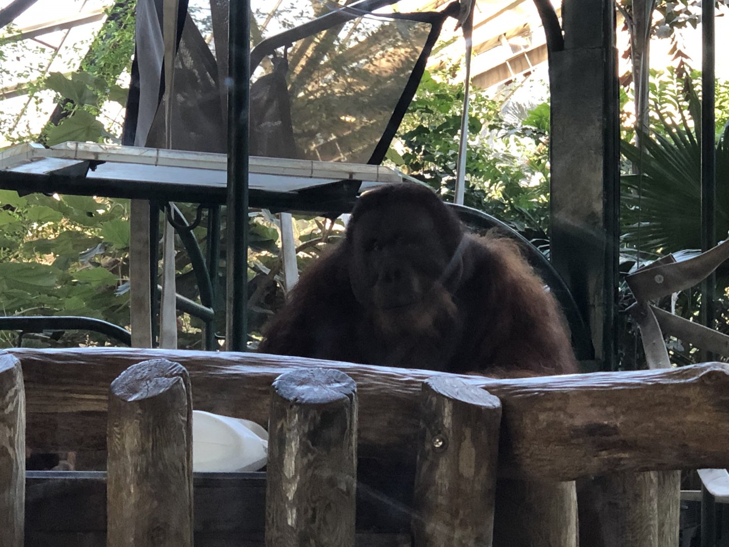 Budi the Orangutan