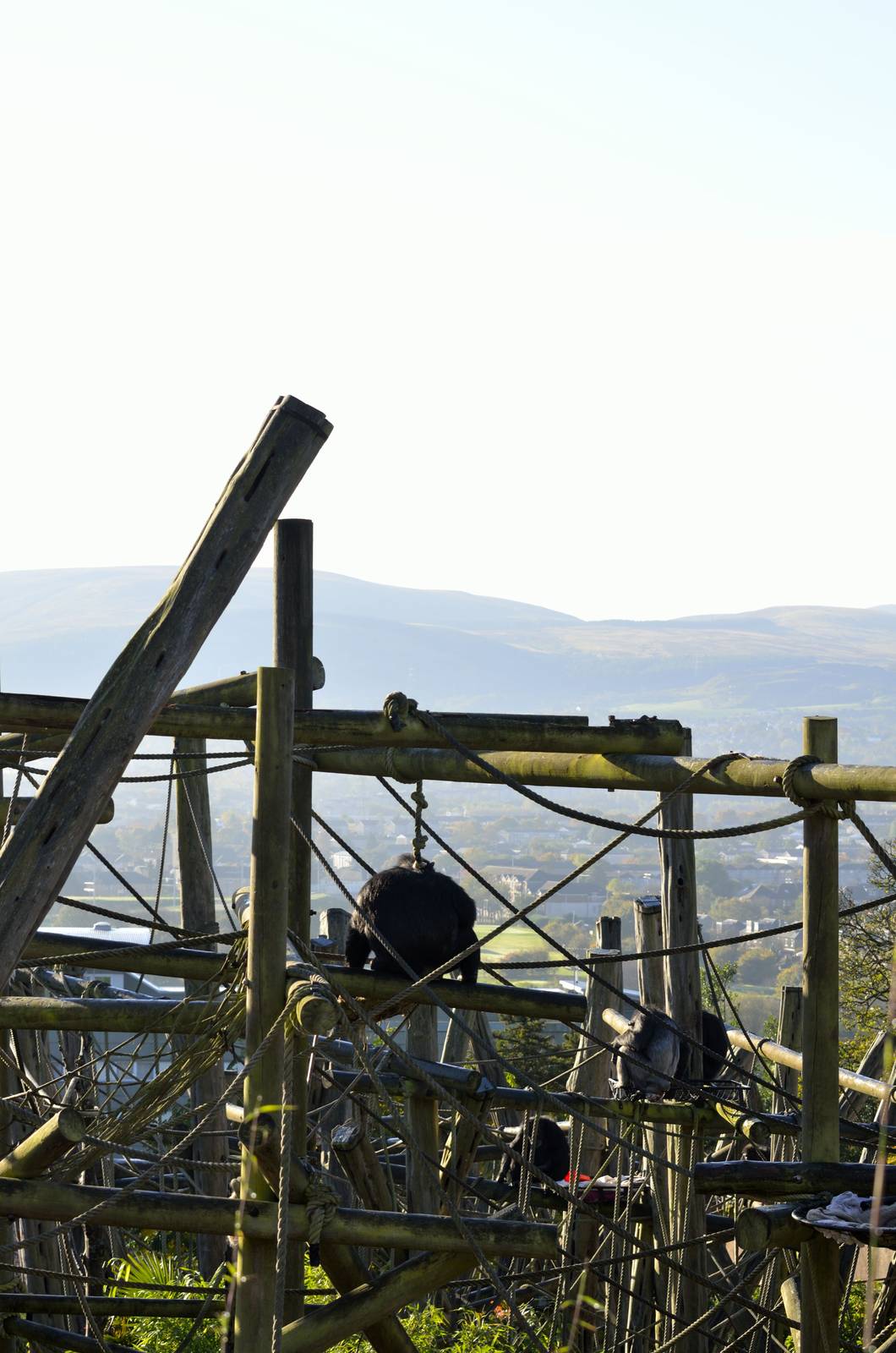 Budongo Chimps-admiring the view