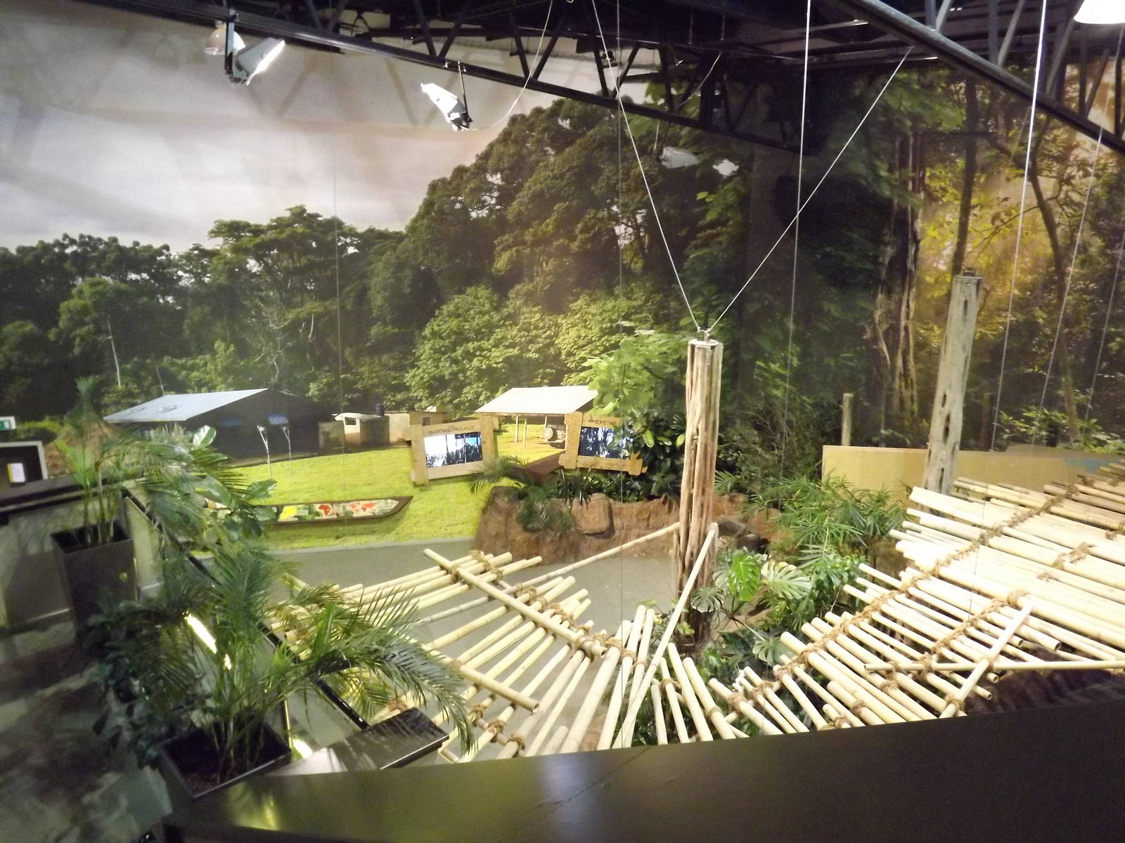 Budongo trail at Edinburgh Zoo 28/12/11