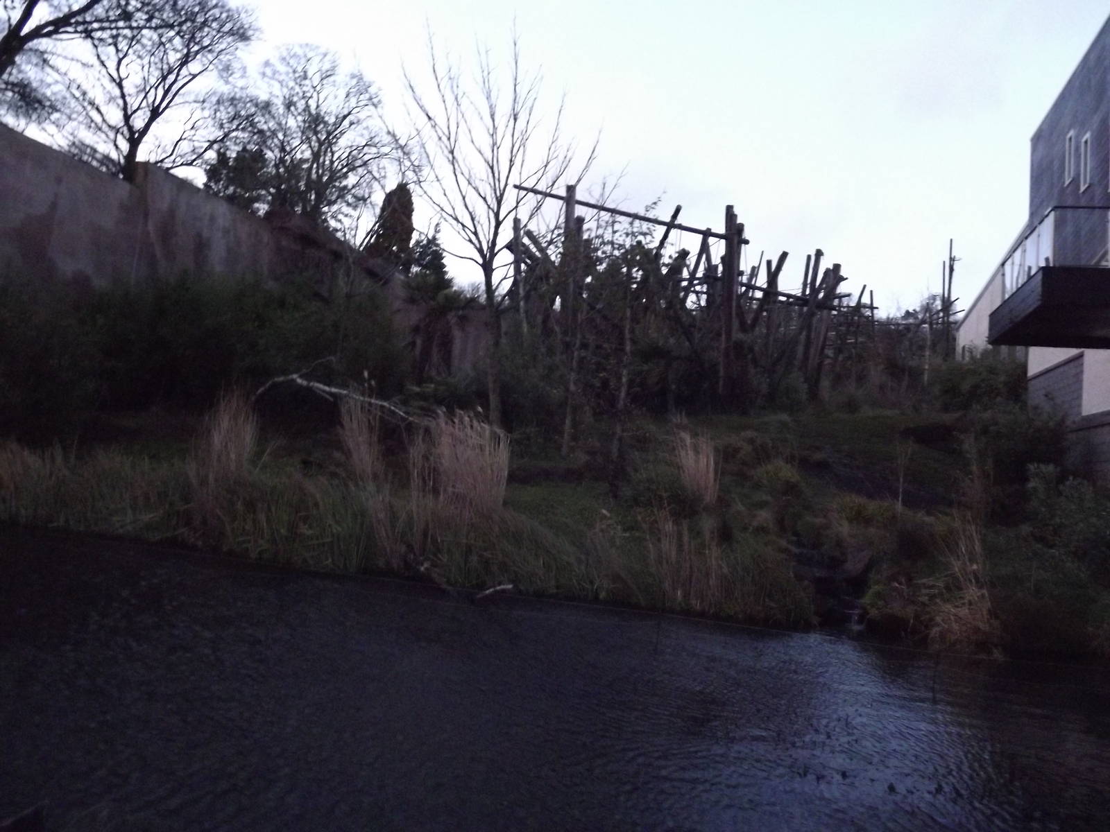 Budongo trail at Edinburgh Zoo 28/12/11
