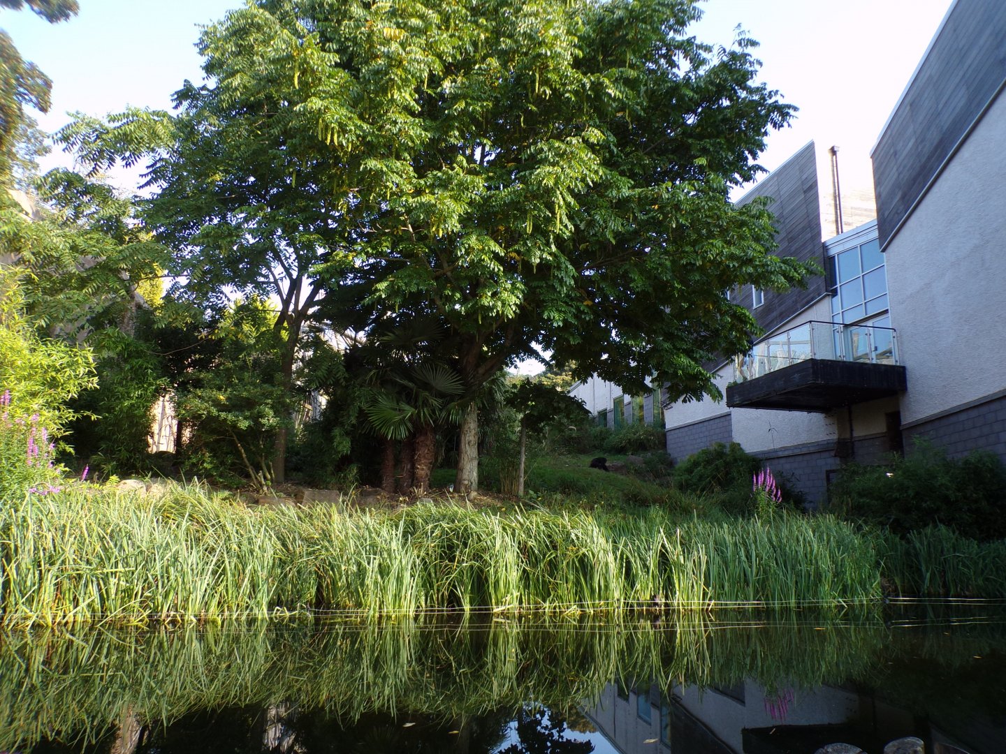 Budongo trail- bottom of the chimpanzee enclosure 9.9.23