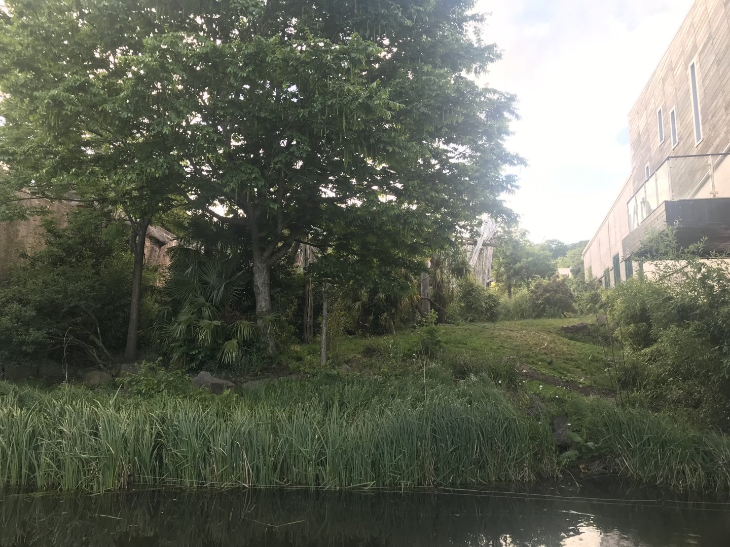 Budongo Trail- Chimpanzee enclosure with moat