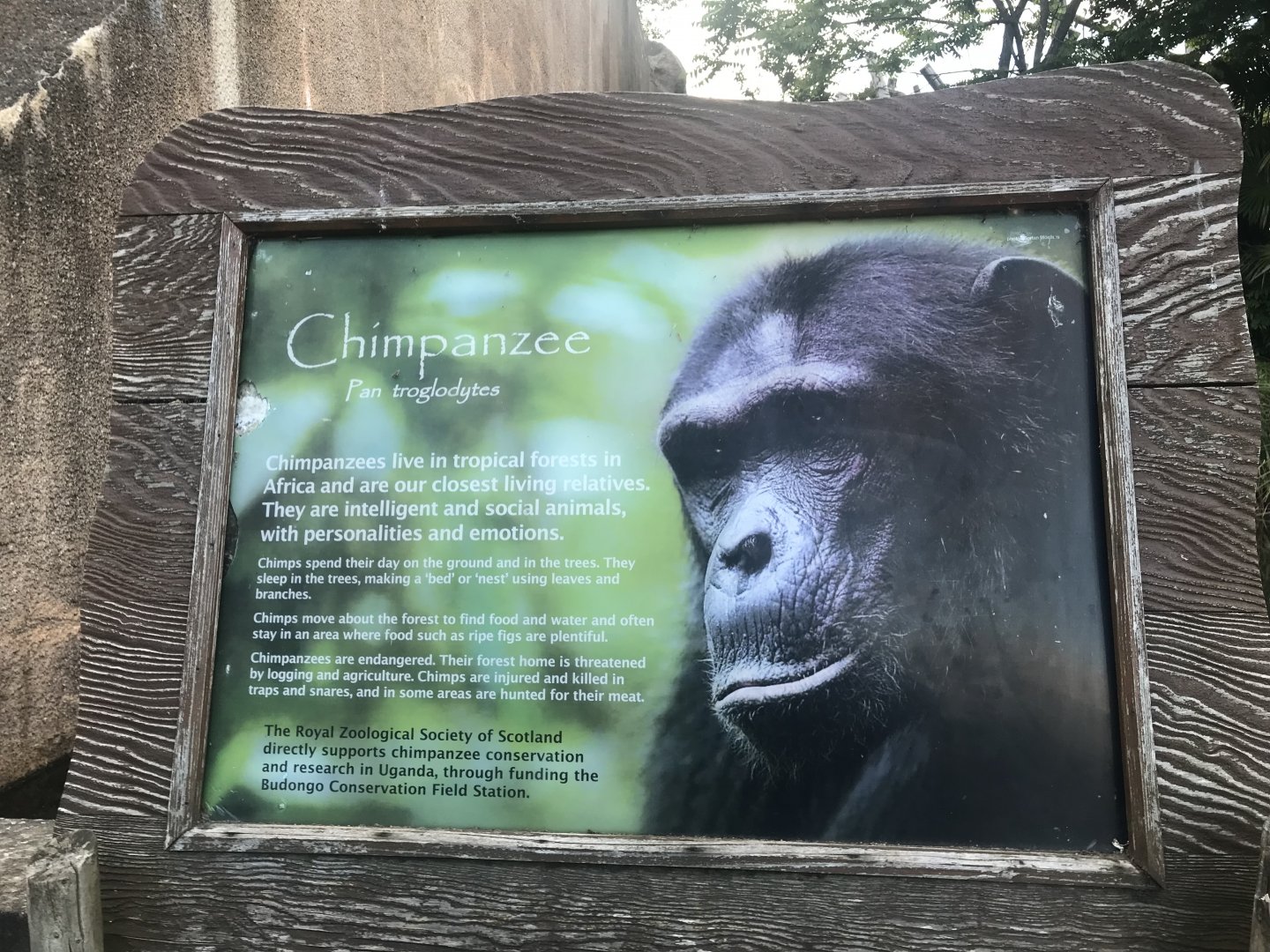 Budongo Trail- Chimpanzee signage