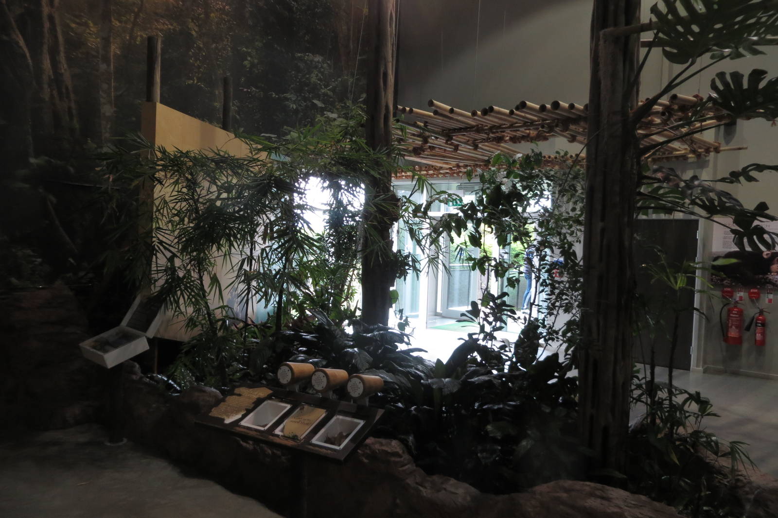 Budongo Trail - indoor exhibit 240815