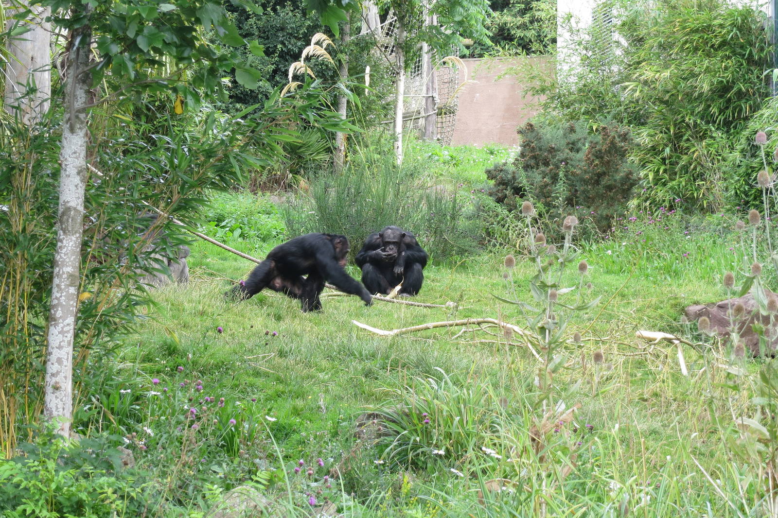 Budongo Trail - outdoor exhibit 240815