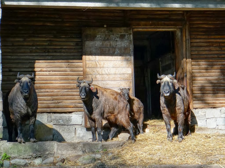 Budorcas taxicolol taxicolor