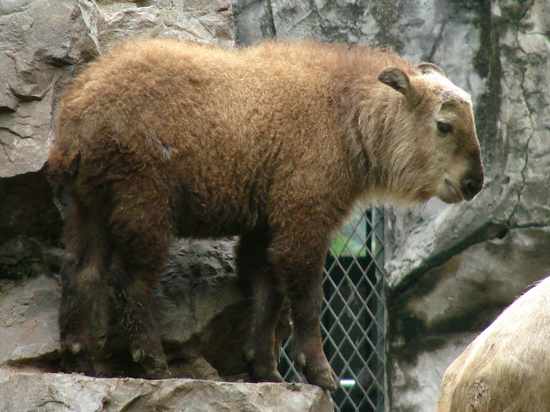 Budorcas taxicolor bedfordi / Golden takin (calf)