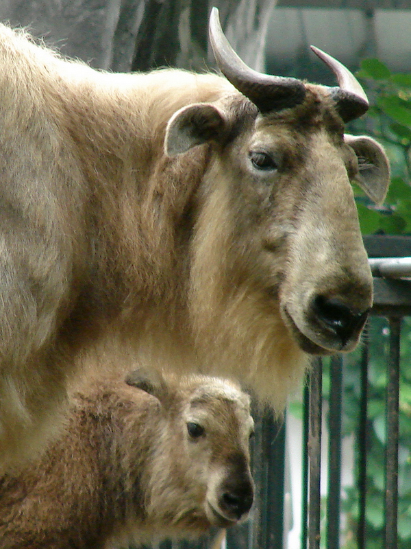 Budorcas taxicolor bedfordi / Golden takin (female with calf)