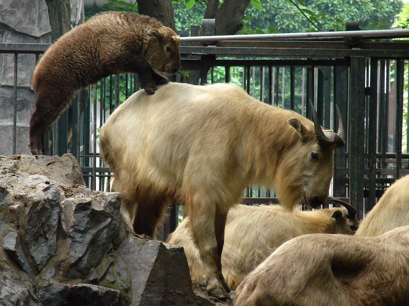 Budorcas taxicolor bedfordi / Golden takin (female with calf)