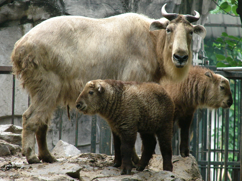Budorcas taxicolor bedfordi / Golden takin (female with calfs)
