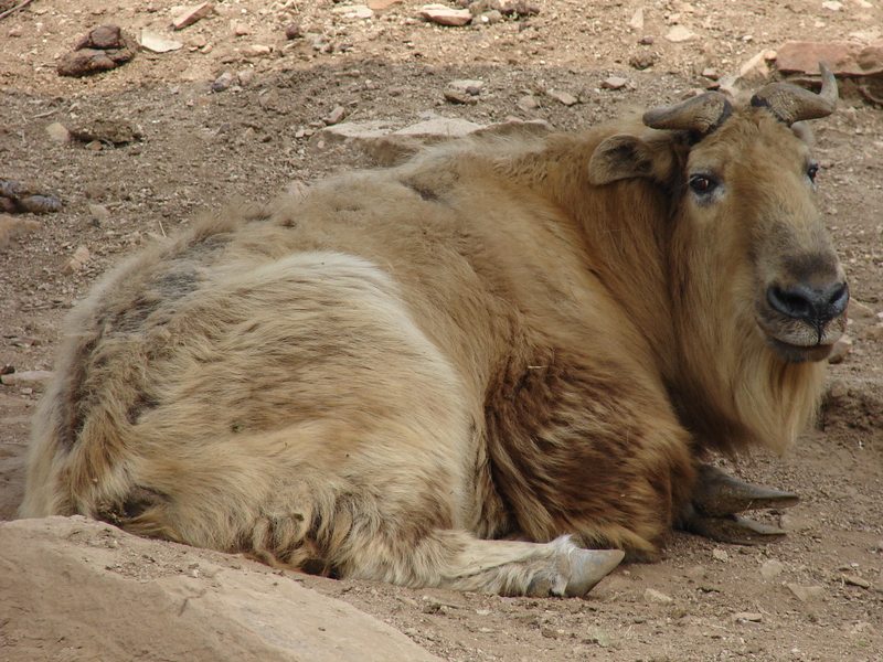 Budorcas taxicolor bedfordi / Golden Takin (female)