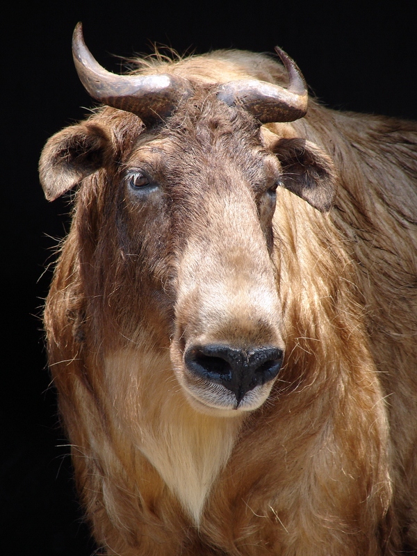 Budorcas taxicolor bedfordi / Golden takin (female)