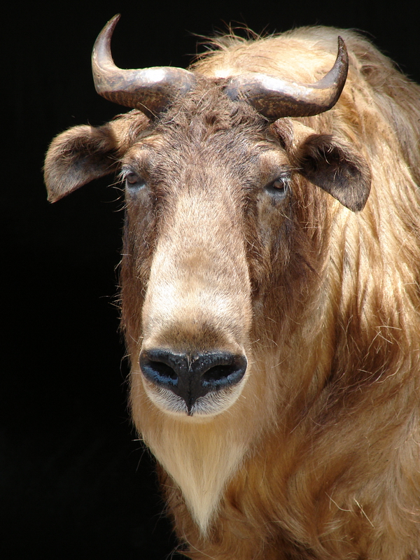 Budorcas taxicolor bedfordi / Golden takin (female)