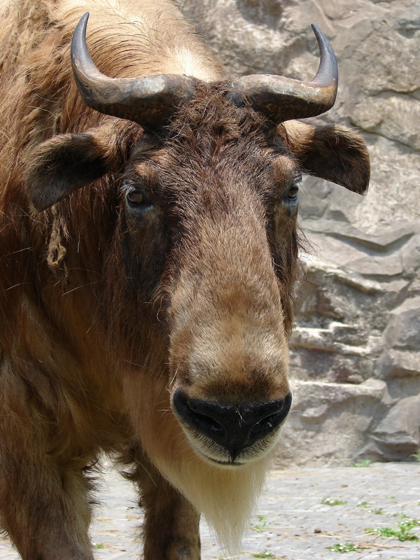Budorcas taxicolor bedfordi / Golden takin (female)