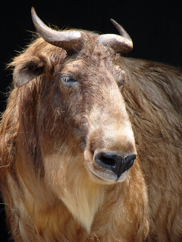 Budorcas taxicolor bedfordi / Golden takin (female)